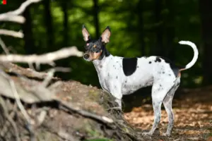 Lees meer over het artikel Ratonero Valenciano fokkers en pups in Portugal
