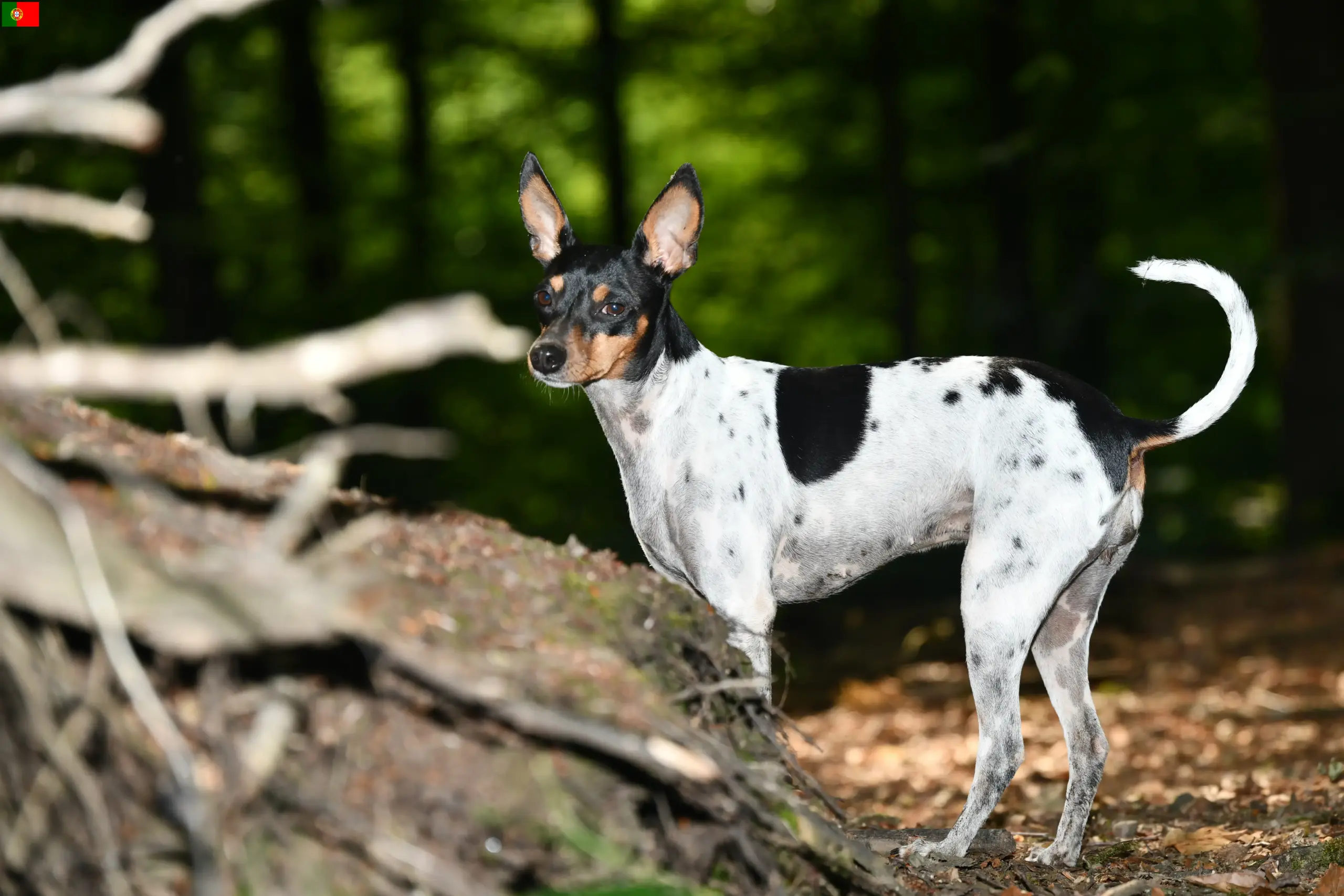 Lees meer over het artikel Ratonero Valenciano fokkers en pups in Portugal
