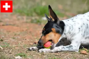 Lees meer over het artikel Ratonero Valenciano fokkers en pups in Zwitserland