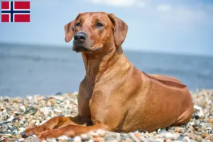 Lees meer over het artikel Rhodesian Ridgeback fokkers en pups in Noorwegen