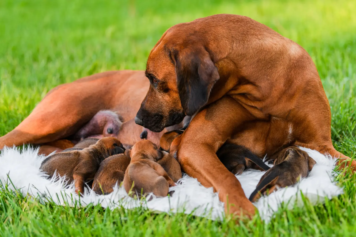 Een Rhodesian Ridgeback puppy kopen betekent verantwoordelijkheid nemen! Rhodesian Ridgeback puppy kopen.