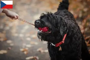 Lees meer over het artikel Russische Zwarte Terriër Fokker en Puppies in Tsjechië