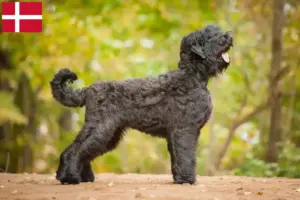 Lees meer over het artikel Russische Zwarte Terriër Fokker en Puppies in Denemarken