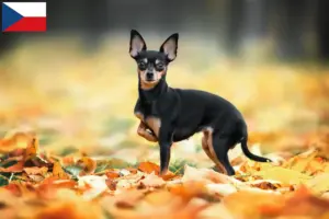 Lees meer over het artikel Russkiy Toy fokkers en puppy’s in Tsjechië