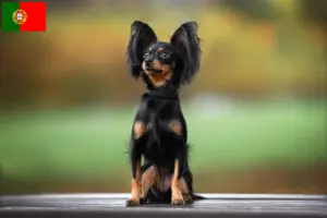 Lees meer over het artikel Russkiy Toy fokkers en pups in Portugal