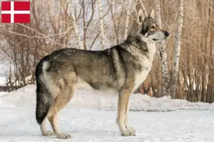 Lees meer over het artikel Saarloos wolfhonden fokkers en pups in Denemarken
