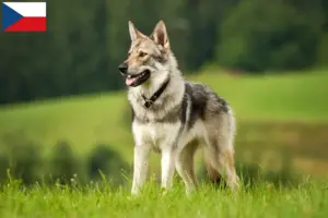 Lees meer over het artikel Saarloos wolfhonden fokkers en pups in Tsjechië