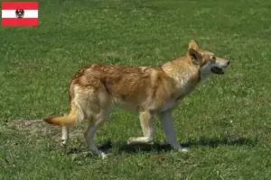 Lees meer over het artikel Saarloos Wolfshond fokkers en pups in Oostenrijk