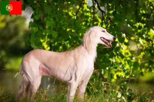 Lees meer over het artikel Saluki-fokkers en puppy’s in Portugal