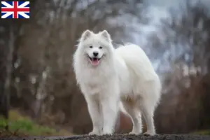 Lees meer over het artikel Samojeed fokkers en puppies in Groot-Brittannië