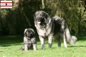 Lees meer over het artikel Šarplaninac fokkers en pups in Drenthe