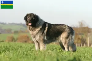 Lees meer over het artikel Šarplaninac fokkers en pups in Flevoland