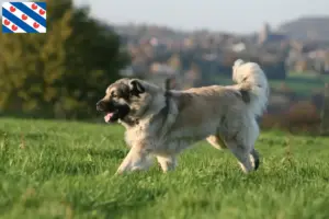 Lees meer over het artikel Šarplaninac fokkers en pups in Friesland