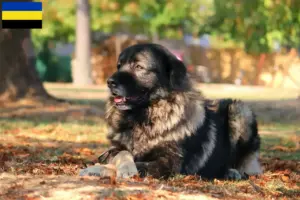 Lees meer over het artikel Šarplaninac fokkers en pups in Gelderland