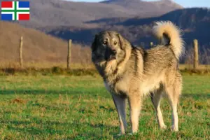 Lees meer over het artikel Šarplaninac fokkers en pups in Groningen