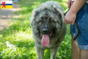 Lees meer over het artikel Šarplaninac fokkers en pups in Limburg