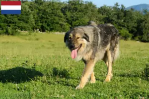 Lees meer over het artikel Šarplaninac fokkers en pups in Nederland