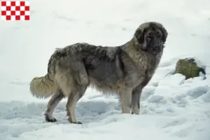 Lees meer over het artikel Šarplaninac fokkers en pups in Noord-Brabant