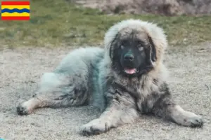 Lees meer over het artikel Šarplaninac fokkers en pups in Overijssel