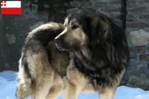 Lees meer over het artikel Šarplaninac fokkers en pups in Utrecht