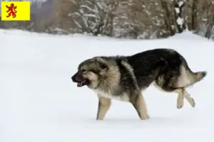 Lees meer over het artikel Šarplaninac fokkers en pups in Zuid-Holland