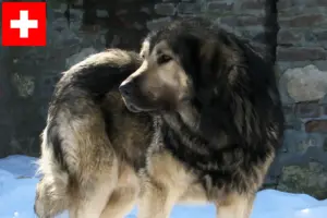 Lees meer over het artikel Šarplaninac fokkers en pups in Zwitserland