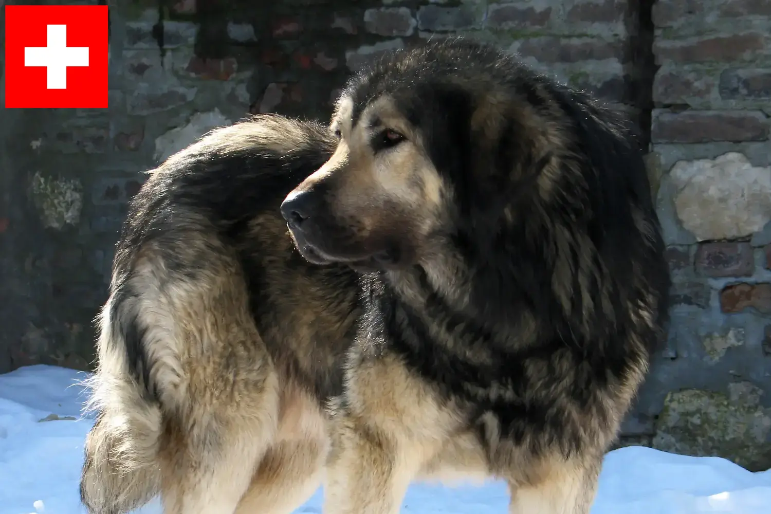Šarplaninac puppy's en fokkers Zwitserland Hier vind je Šarplaninac fokkers in Zwitserland.