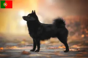 Lees meer over het artikel Schipperke fokkers en pups in Portugal