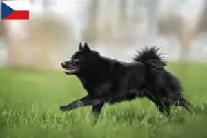 Lees meer over het artikel Schipperke fokkers en pups in Tsjechië