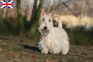 Lees meer over het artikel Schotse Terrier fokkers en puppies in Groot-Brittannië