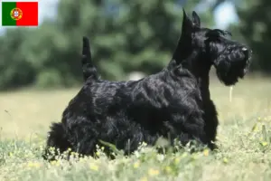 Lees meer over het artikel Schotse Terrier fokkers en puppies in Portugal