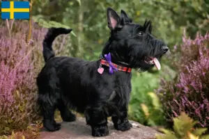 Lees meer over het artikel Schotse Terrier fokkers en pups in Zweden
