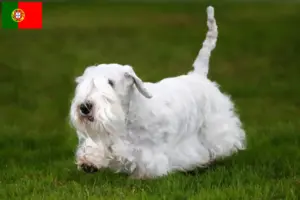 Lees meer over het artikel Sealyham Terrier fokkers en puppies in Portugal