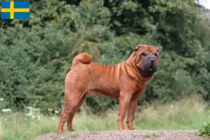 Lees meer over het artikel Shar-Pei fokkers en puppy’s in Zweden