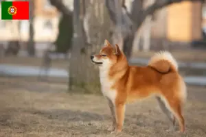 Lees meer over het artikel Shiba fokkers en pups in Portugal
