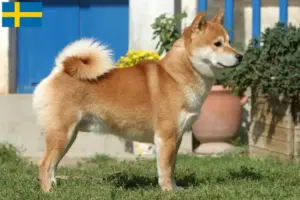 Lees meer over het artikel Shiba fokkers en pups in Zweden
