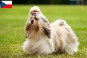 Lees meer over het artikel Shih Tzu fokkers en puppy’s in Tsjechië