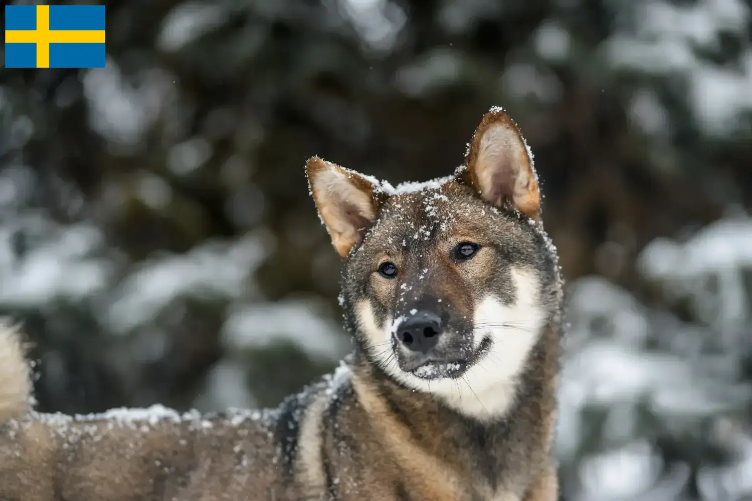 Shikoku puppy's en fokkers Zweden Hier vind je Shikoku fokkers in Zweden.