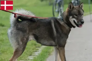 Lees meer over het artikel Shikoku fokkers en pups in Denemarken