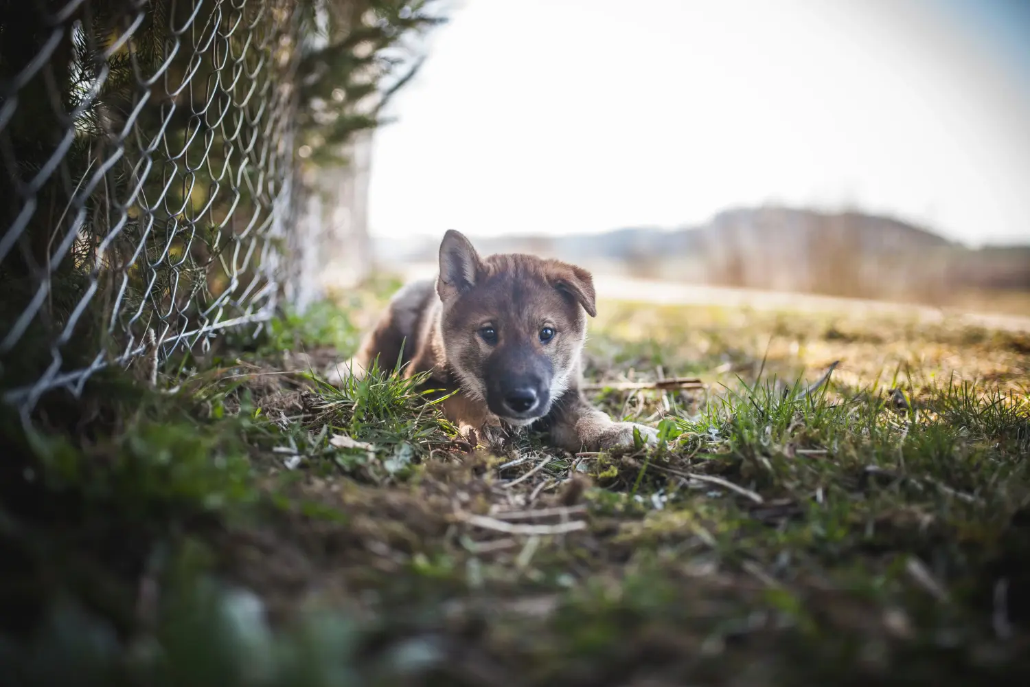 Een Shikoku puppy kopen betekent verantwoordelijkheid nemen! Shikoku puppy kopen.