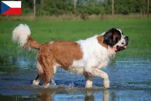 Lees meer over het artikel Sint Bernard fokkers en pups in Tsjechië