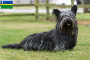 Lees meer over het artikel Skye Terrier fokkers en pups in Flevoland