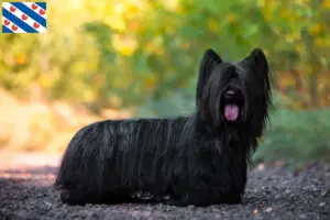 Lees meer over het artikel Skye Terrier fokkers en pups in Friesland