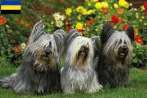 Lees meer over het artikel Skye Terrier fokkers en pups in Gelderland