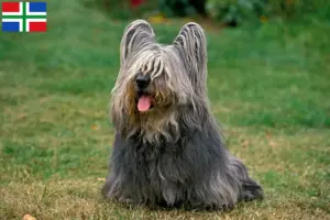 Lees meer over het artikel Skye Terrier fokkers en pups in Groningen