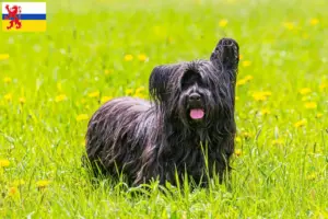 Lees meer over het artikel Skye Terrier fokkers en pups in Limburg