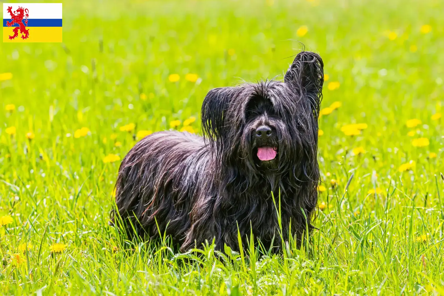 Lees meer over het artikel Skye Terrier fokkers en pups in Limburg