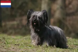 Lees meer over het artikel Skye Terrier fokkers en pups in Nederland