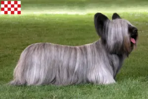 Lees meer over het artikel Skye Terrier fokkers en pups in Noord-Brabant