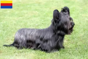 Lees meer over het artikel Skye Terrier fokkers en pups in Noord-Holland